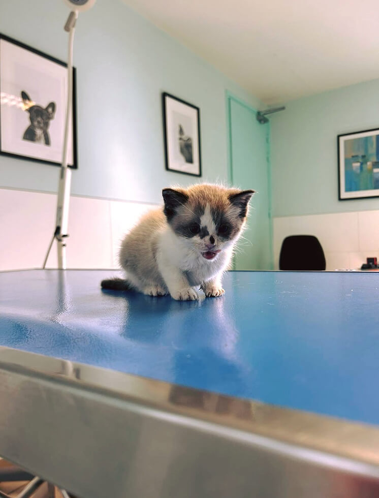PH-Plouigneau-1 Consultation vétérinaire chaton à Plouigneau