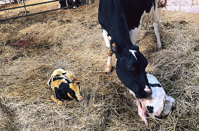 Le suivi complet de reproduction