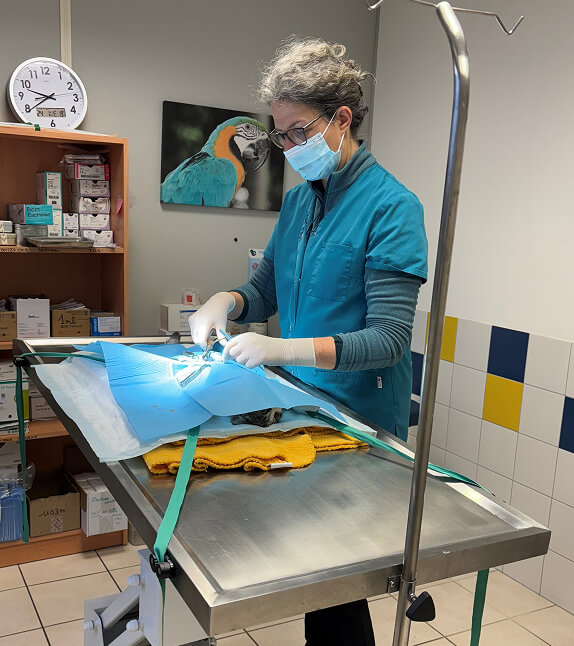 PH-Services-2 Chirurgie Vétérinaire à Plouigneau et Huelgoat